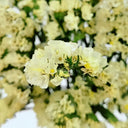 Wavyleaf Sea Lavender (Yellow) Seeds, 200 Seeds