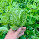 Jiemei Beardless Pea Shoots Seeds, 25g