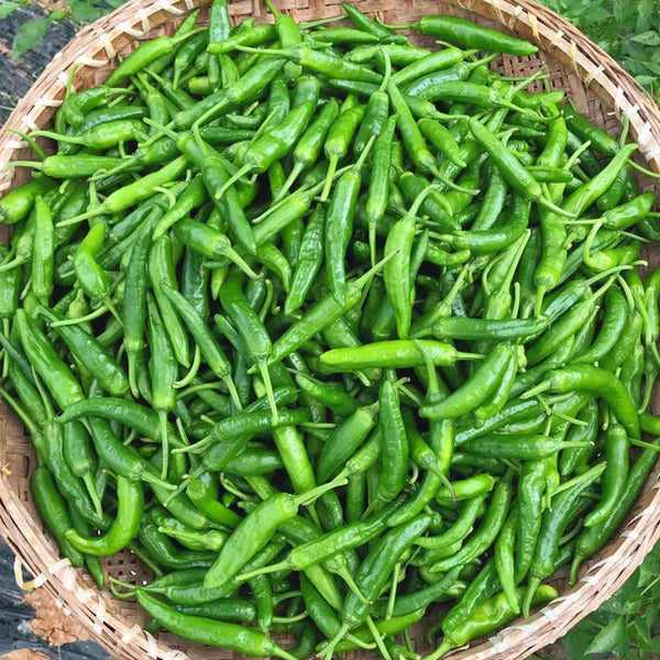 Korean Green Chili Pepper, 20 Seeds