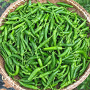 Korean Green Chili Pepper, 20 Seeds