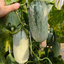 Flying 72 Sweet Melon F1 Hybrid, 20 Seeds