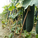 Black General Wax Gourd Seeds, 5g