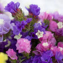 Cut Flower Forget-me-not, 30 Seeds