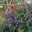 Long-haired Vetch, 500 Seeds