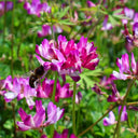Chinese Milkvetch, 150 Coated Seeds