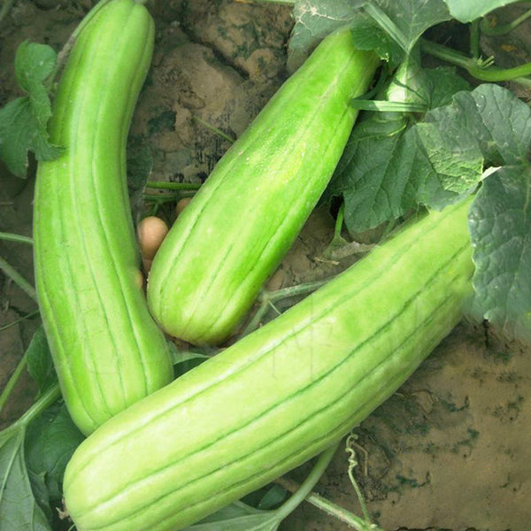 Qinglong Cucumber Seeds