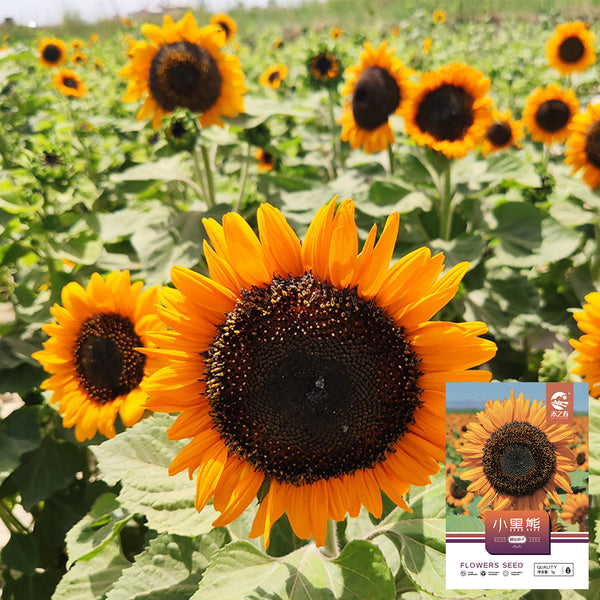 'Little Black Bear' Ornamental Sunflower Seeds, 1g