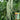 'Jiemei' Tianzhu White Long Bean Seeds, 20g
