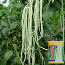 'Jiemei' Tianzhu White Long Bean Seeds, 20g
