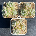 Echeveria cv. 'Bubblegum', 3pcs x 1-head
