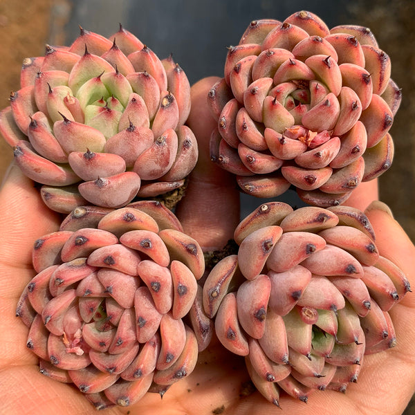 Echeveria cv. 'Starlight Jenny', 2pcs x 1-head
