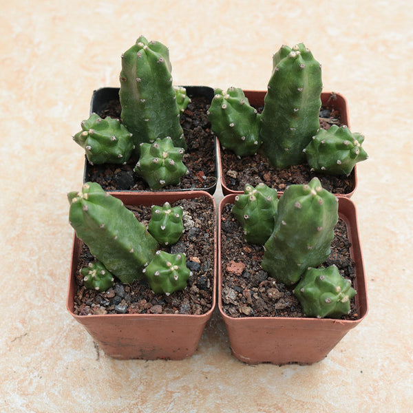 Echinocereus pentalophus cv 'Momotaro', 4-5cm