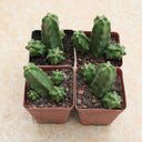 Echinocereus pentalophus cv 'Momotaro', 4-5cm