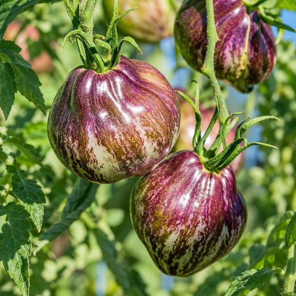 441 Rebel Starfighter VT16 Tomato, 5 Seeds