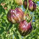 441 Rebel Starfighter VT16 Tomato, 5 Seeds