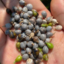 Job's Tears Seeds, 50 Seeds