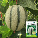 Basketball Green Hybrid Melon Seeds, 20 Seeds