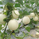 White Sweet Melon Seeds, 2g