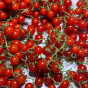 Red Currant Tomato Seeds, 10 Seeds