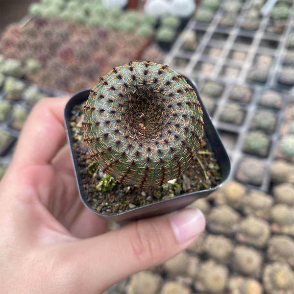 Frailea phaeodisca, 2-3cm