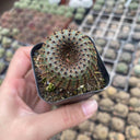 Frailea phaeodisca, 2-3cm