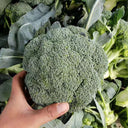 Japanese Broccoli Seeds, 100 Seeds