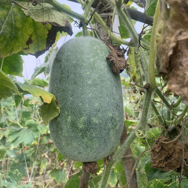 Mini Small Winter Melon No.1 Seeds, 1g