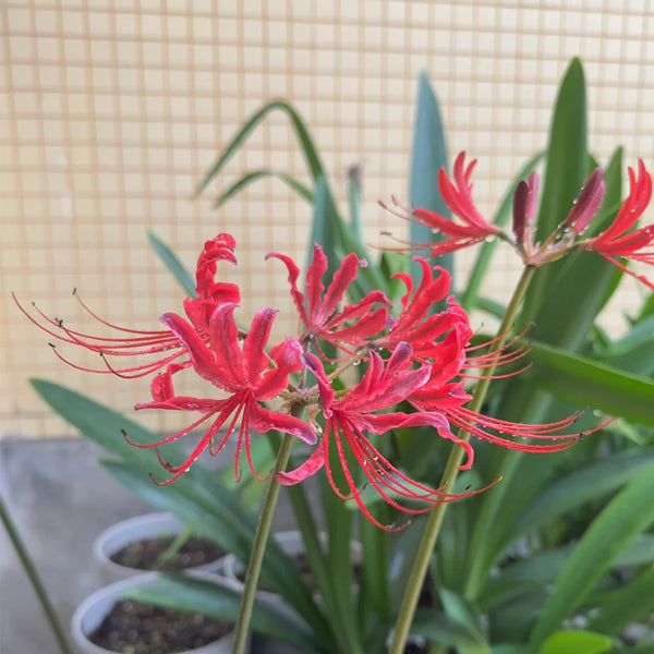 Blood Red Chunxiao Lycoris, 1 Bulb