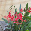 Blood Red Chunxiao Lycoris, 1 Bulb