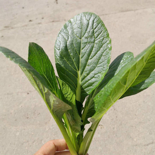 'Jiaoyan' Small Pak Choi Seeds, 10g