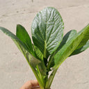 'Jiaoyan' Small Pak Choi Seeds, 10g