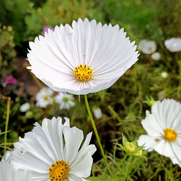 Hezhichun Cosmos bipinnatus 'Cupcakes White' Seeds, 1g