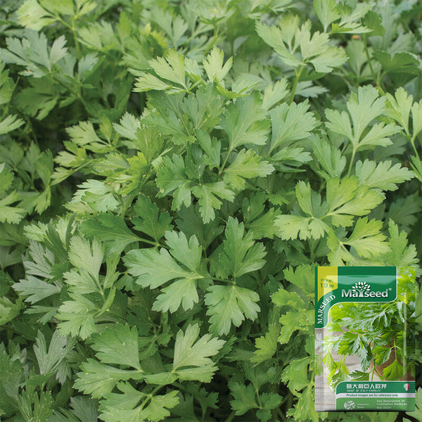Italian Giant Parsley, 100 Seeds