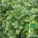 Italian Giant Parsley, 100 Seeds