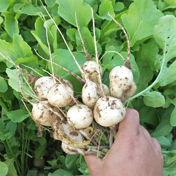 White Cherry Radish Hybrid Seeds, 50 Grams ≈ 5500 ~ 6500 Seeds