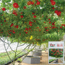 Shouguang Tomato Tree Seeds, 5 Seeds