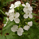 White Honesty Silver Dollar, 10 Seeds