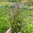 Barbed Skullcap, 100 Seeds