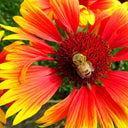 Blanket Flower (Gaillardia aristata) Seeds, 100 Seeds