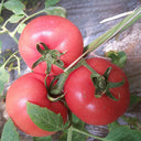 Provence Tomato Seeds, 20 Seeds