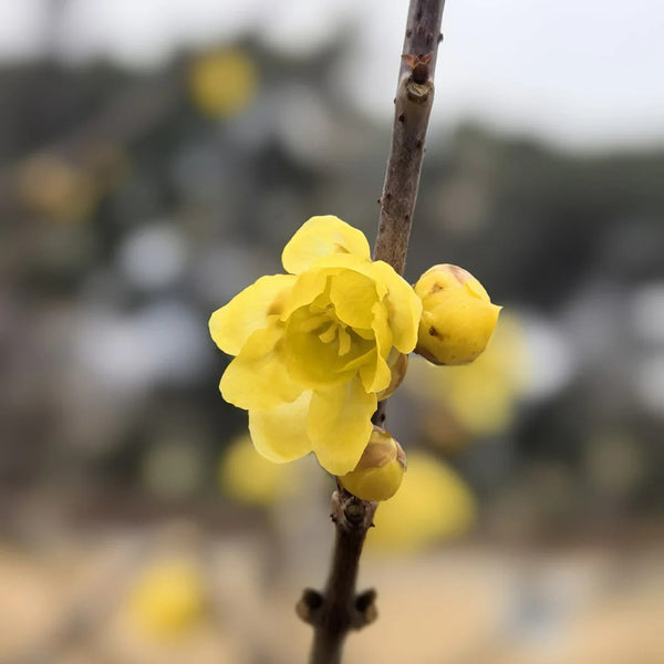 Large Flower Pure Yellow Wintersweet, 20 Seeds
