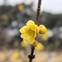 Large Flower Pure Yellow Wintersweet, 20 Seeds