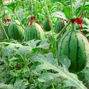 'Crimson Jewel' Red Flesh Watermelon Seeds, 200 Seeds