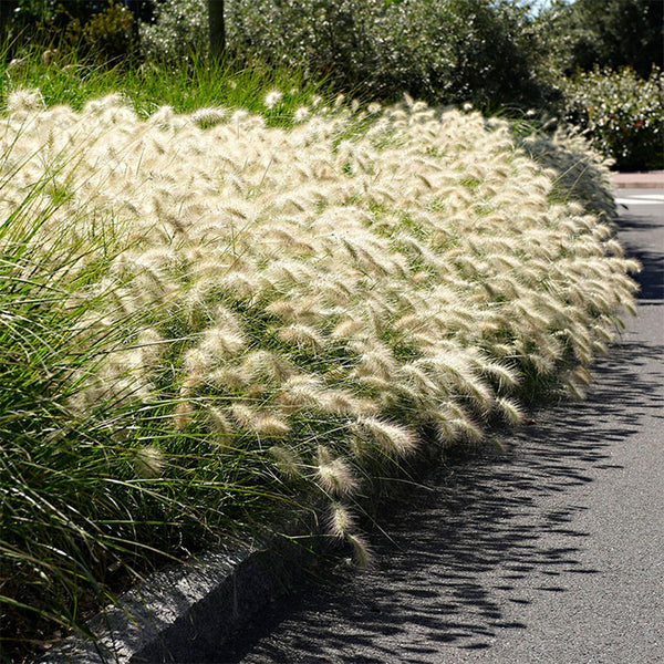 U2223 Long Feathery Fountain Grass, 20 Seeds