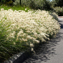U2223 Long Feathery Fountain Grass, 20 Seeds