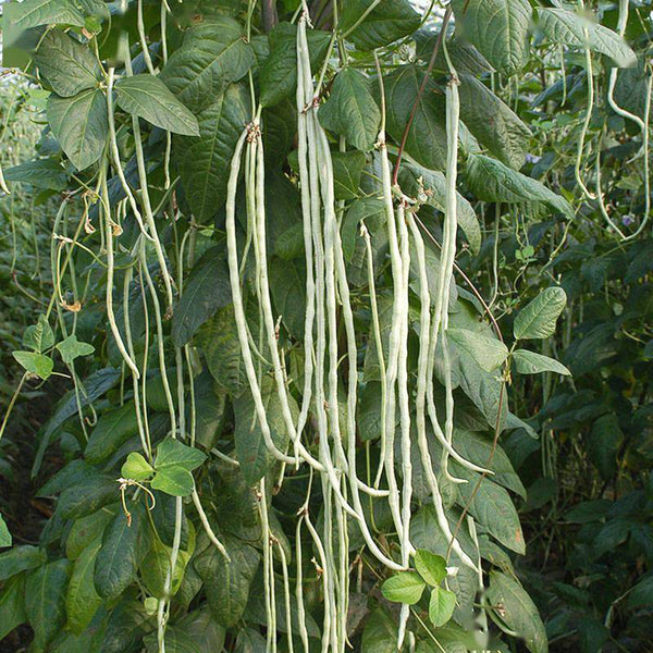 Baixue Lihong Yardlong Bean Seeds, 20g