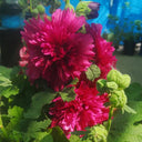 Lilac Rose Hollyhock (Alcea rosea L.) Seeds, 200 Seeds