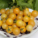 1058 White Cherry Tomato, 5 Seeds