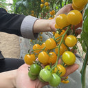 'First Love' Golden Cherry Tomato Seeds, 20 Seeds