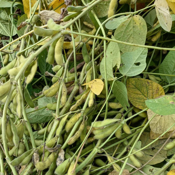Small Black Soybean Seeds, 40g